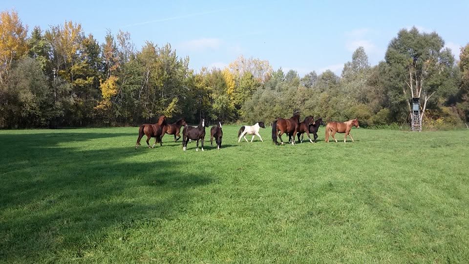 Earl Haras de la bleiche : box et paddocks, pension pour chevaux à Ergersheim - Photo 1 sur 4