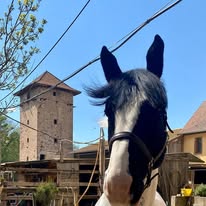 Earl Haras de la bleiche : box et paddocks, pension pour chevaux à Ergersheim - Photo 3 sur 4