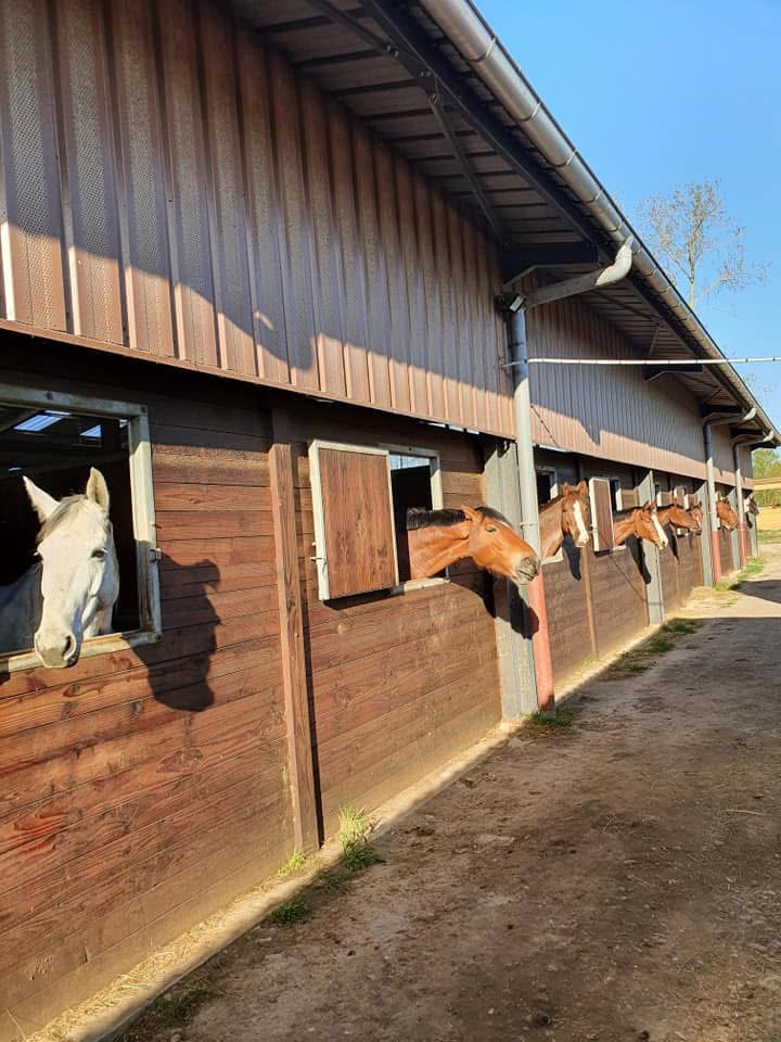 Earl Haras de la bleiche : box et paddocks, pension pour chevaux à Ergersheim - Photo 4 sur 4