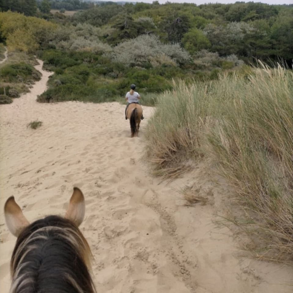 Espace Équestre Henson - La Molière de Berck: stalls and paddocks, horse boarding in Berck-sur-Mer - Photo 8 of 12