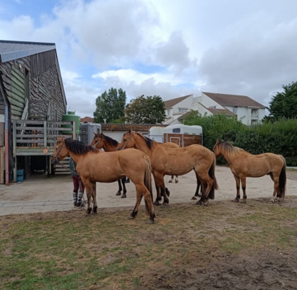 Espace Équestre Henson - La Molière de Berck: stalls and paddocks, horse boarding in Berck-sur-Mer - Photo 11 of 12