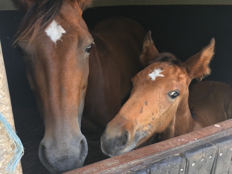 Le Volcelest : box et paddocks, pension pour chevaux à Belin-Béliet - Photo 12 sur 12