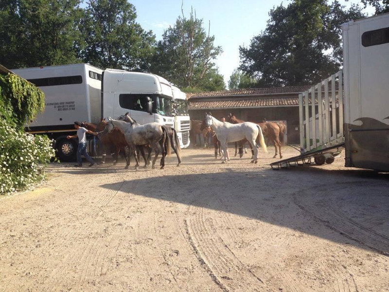 Le Volcelest : box et paddocks, pension pour chevaux à Belin-Béliet - Photo 9 sur 12
