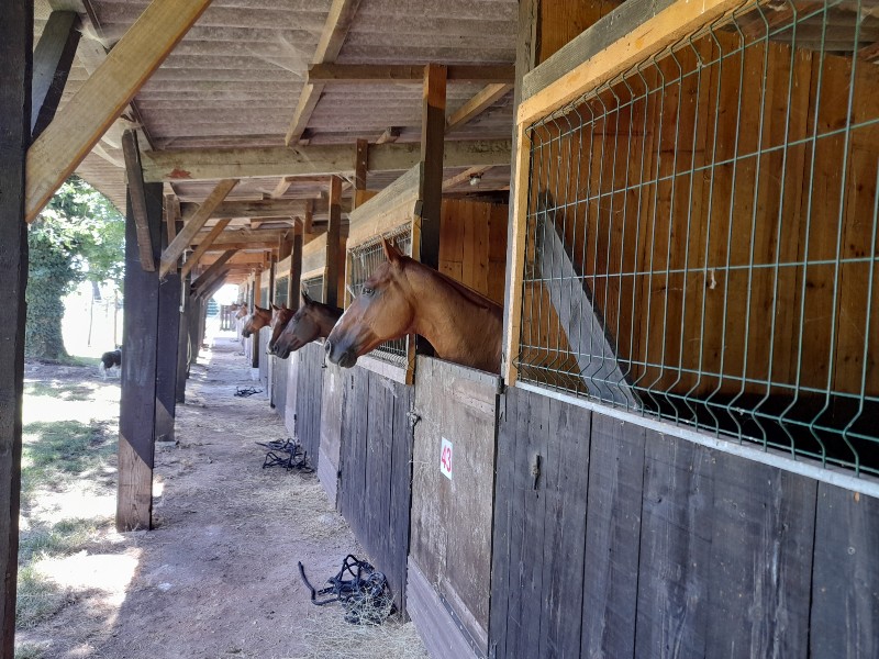 Le Volcelest : box et paddocks, pension pour chevaux à Belin-Béliet - Photo 7 sur 12