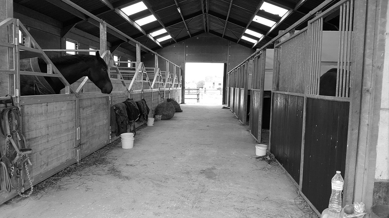 Écuries du Pré Mathy : box et paddocks, pension pour chevaux à Lesve (Profondeville) - Photo 7 sur 7