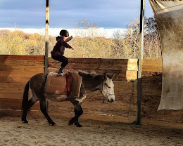 les crins de verdure : box et paddocks, pension pour chevaux à Argentré - Photo 7 sur 7