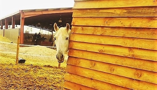 Centro Ecuestre El Madroño : box et paddocks, pension pour chevaux à Brunete - Photo 2 sur 2