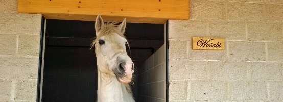 Centro Ecuestre El Madroño : box et paddocks, pension pour chevaux à Brunete - Photo 1 sur 2