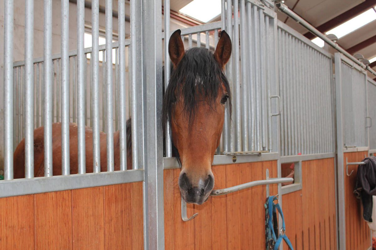 Centre équestre La Abadía de Guadarrama : box et paddocks, pension pour chevaux à Guadarrama - Photo 1 sur 2
