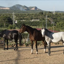 Pikdame : box et paddocks, pension pour chevaux à Riudoms - Photo 1 sur 2