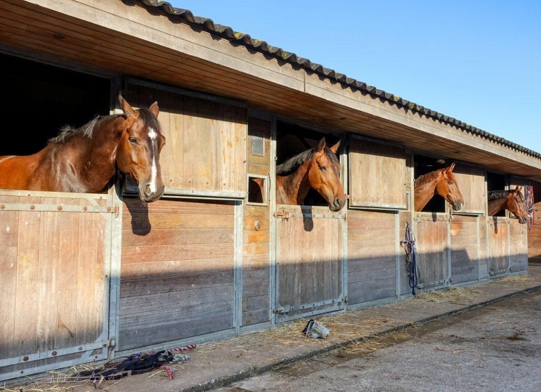 Stal De Heere Velden : box et paddocks, pension pour chevaux à Kleine-Brogel - Photo 1 sur 2