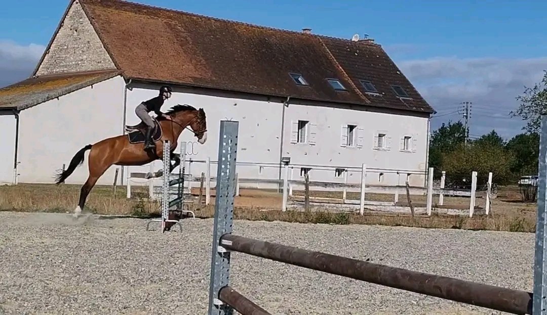 Les Écuries de Messey : box et paddocks, pension pour chevaux à Messey-sur-Grosne - Photo 3 sur 5