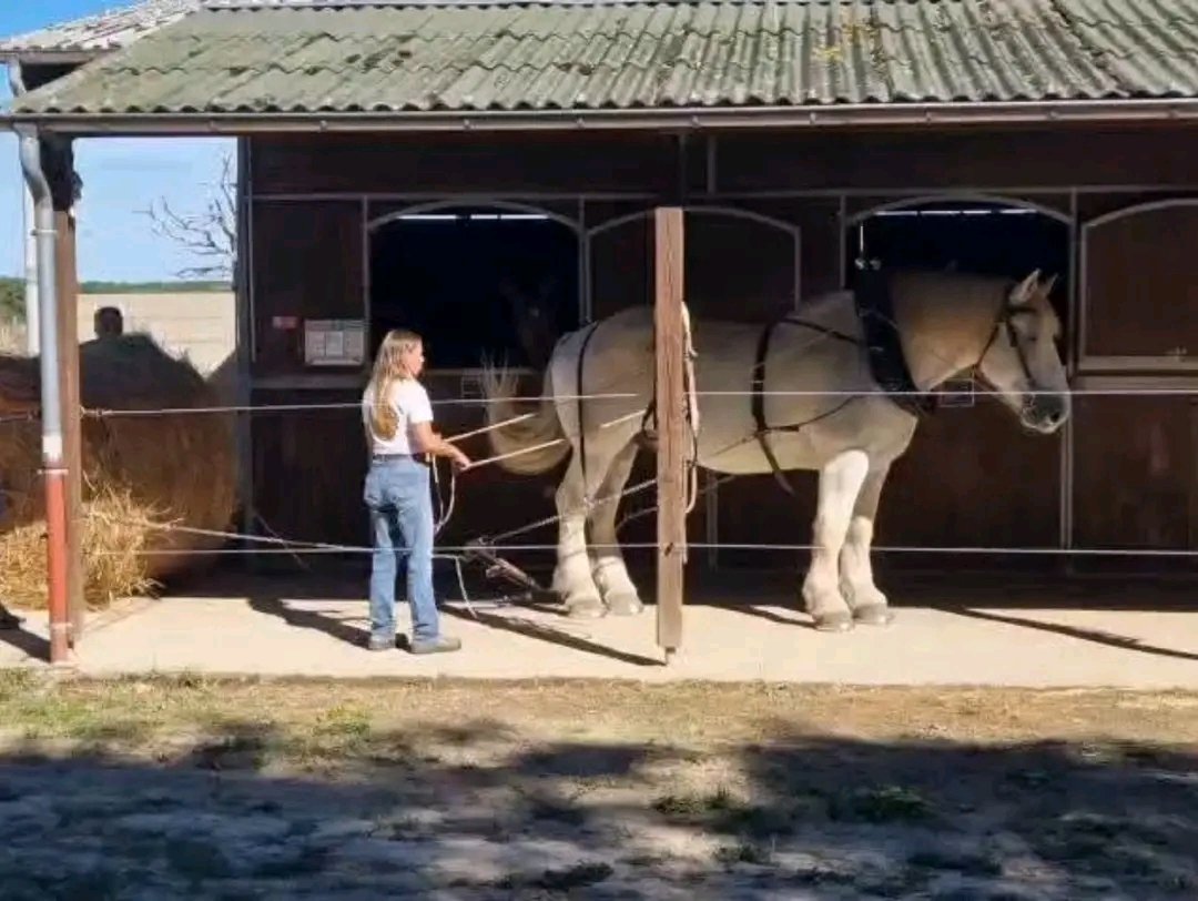 Les Écuries de Messey : box et paddocks, pension pour chevaux à Messey-sur-Grosne - Photo 1 sur 5
