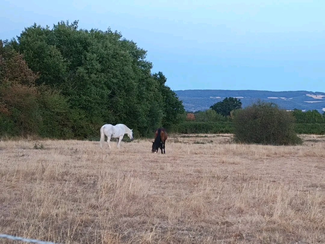 Les Écuries de Messey : box et paddocks, pension pour chevaux à Messey-sur-Grosne - Photo 2 sur 5