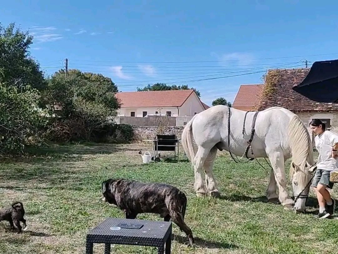 Les Écuries de Messey : box et paddocks, pension pour chevaux à Messey-sur-Grosne - Photo 5 sur 5