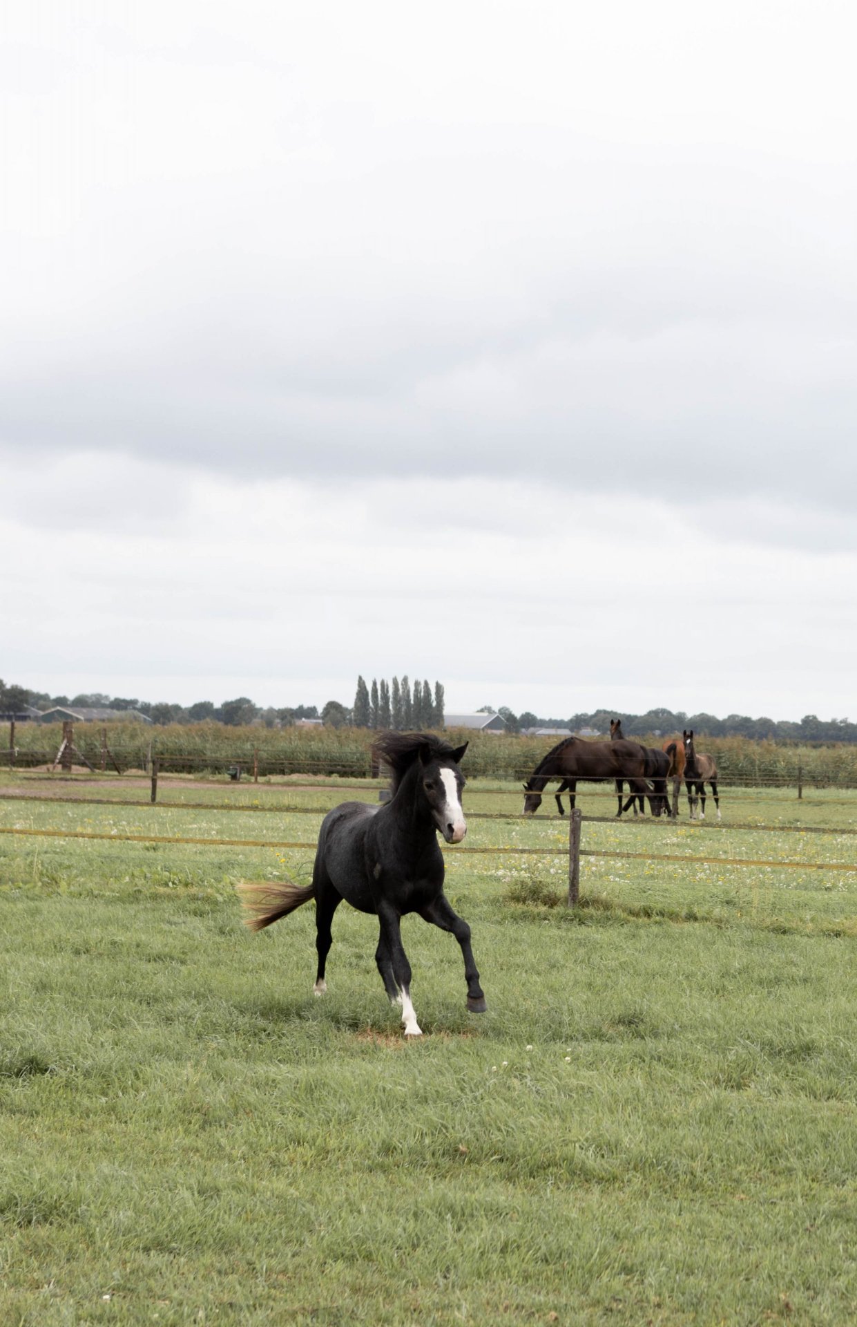 Landleven Luttenberg : box et paddocks, pension pour chevaux à Luttenberg - Photo 1 sur 2
