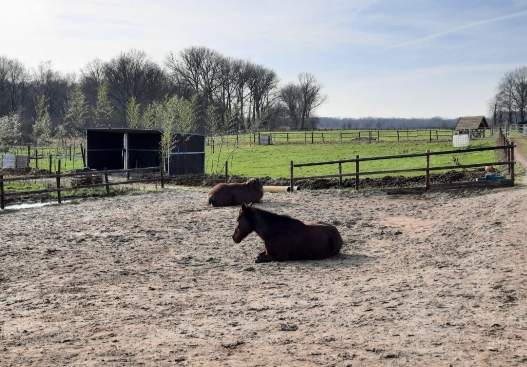 De Avonturentuin | EQOSYSTEMS : box et paddocks, pension pour chevaux à Overloon - Photo 1 sur 2