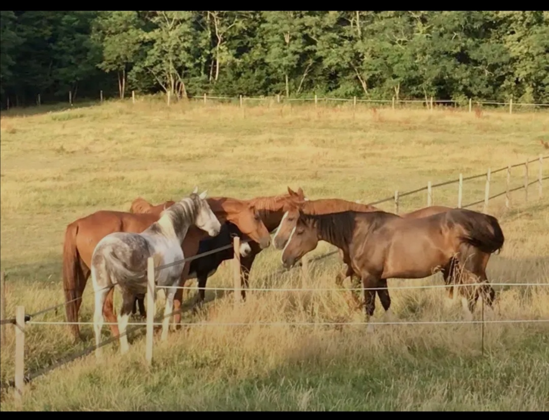 Les Écuries de Rayne : box et paddocks, pension pour chevaux à Sigalens - Photo 1 sur 3