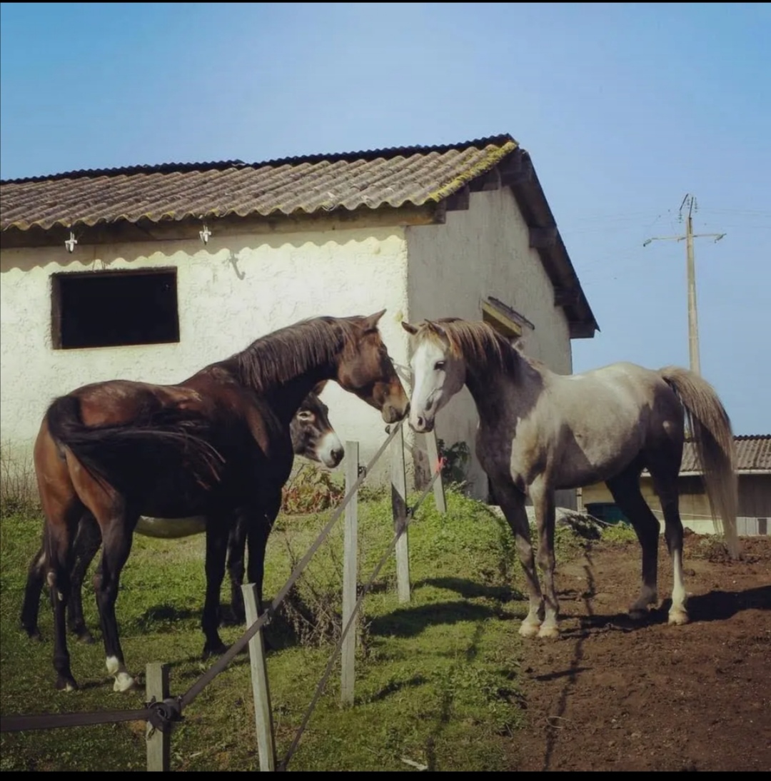 Les Écuries de Rayne : box et paddocks, pension pour chevaux à Sigalens - Photo 2 sur 3