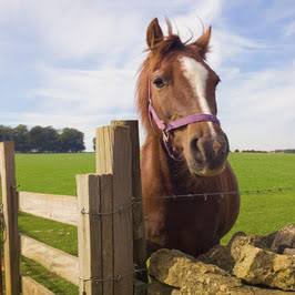 Les Écuries de l?Arriou : box et paddocks, pension pour chevaux à Bats - Photo 1 sur 3
