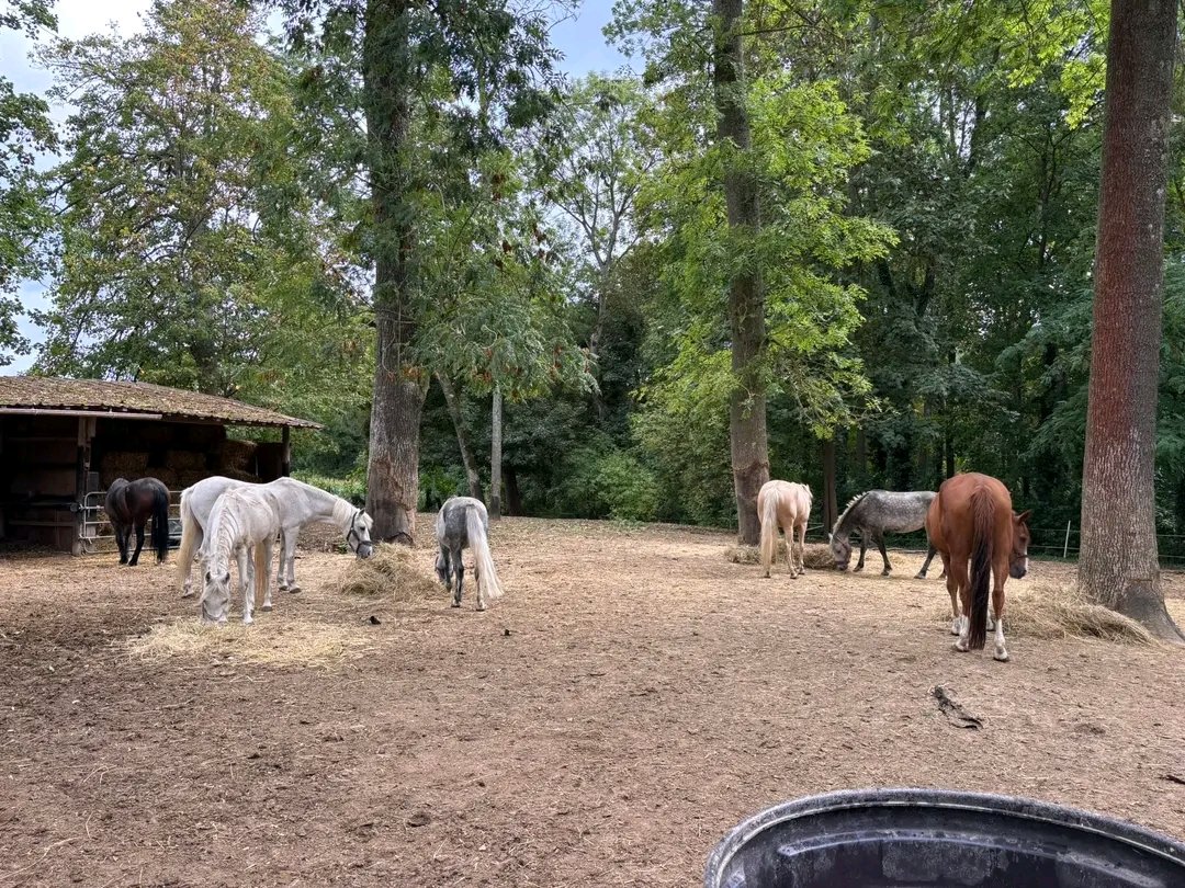 LES ECURIES DE L AUTOMNE : box et paddocks, pension pour chevaux à VAUMOISE - Photo 2 sur 3