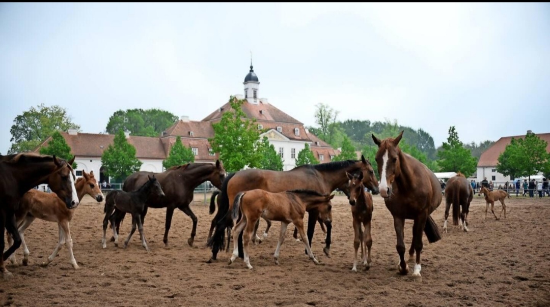 Neustädter Gestüte : box et paddocks, pension pour chevaux à Neustadt (Dosse) - Photo 1 sur 2