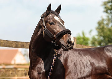 Écurie Equi'Libre : box et paddocks, pension pour chevaux à Breux-sur-Avre - Photo 4 sur 6