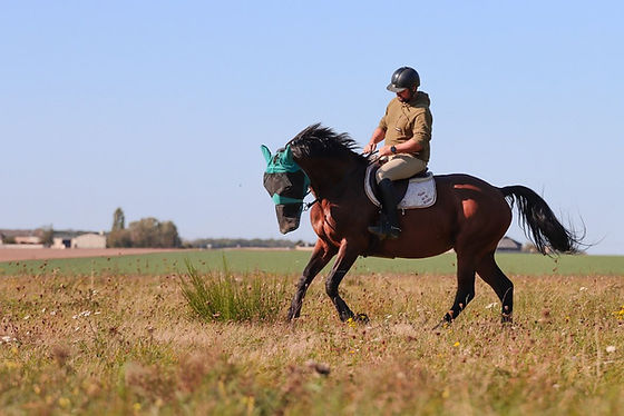 Écurie Equi'Libre : box et paddocks, pension pour chevaux à Breux-sur-Avre - Photo 3 sur 6