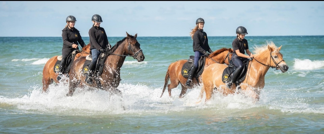 Hof Behrens – Merkendorf : box et paddocks, pension pour chevaux à Merkendorf - Photo 1 sur 2