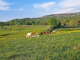 Écurie Hérod : box et paddocks, pension pour chevaux à Saint-Maime - Photo 3 sur 8