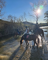 Écurie Hérod : box et paddocks, pension pour chevaux à Saint-Maime - Photo 7 sur 8