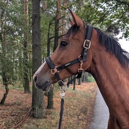 Richter Pferdesport : box et paddocks, pension pour chevaux à Babenhausen - Photo 1 sur 2