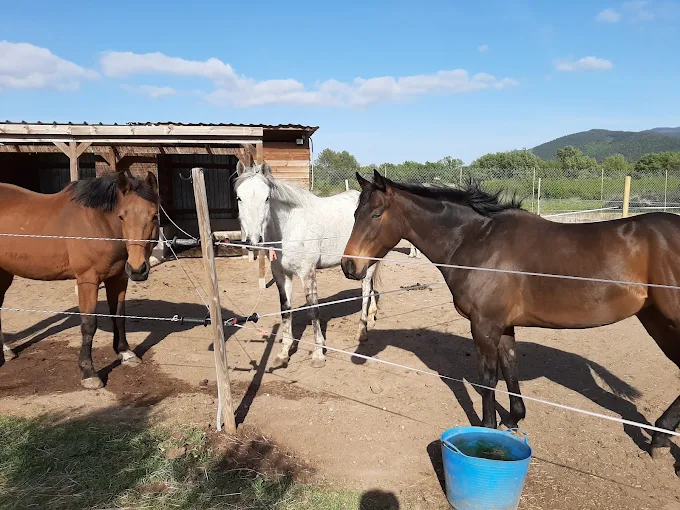 Écurie Les Oliviers: Boxen und Paddocks, Pferdepension in Pignans - Foto 1 von 2