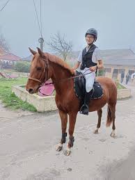 Poney Club de Carrelis: boxen en paddocks, paardenpension in Nohic - Foto 1 van 2