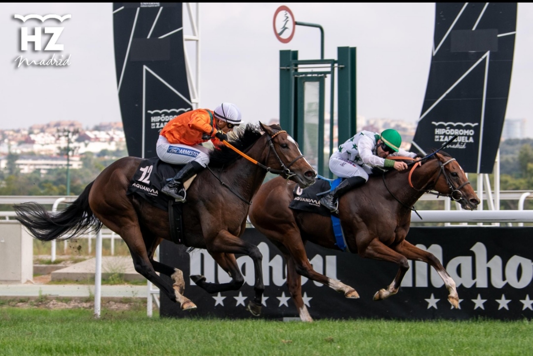 Hipódromo de la Zarzuela : box et paddocks, pension pour chevaux à Madrid - Photo 2 sur 3