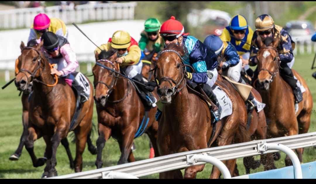 Hipódromo de la Zarzuela : box et paddocks, pension pour chevaux à Madrid - Photo 1 sur 3