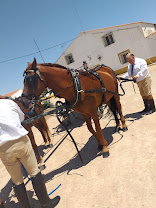 Centro Ecuestre ?El Tomillar? : box et paddocks, pension pour chevaux à Albacete - Photo 5 sur 8