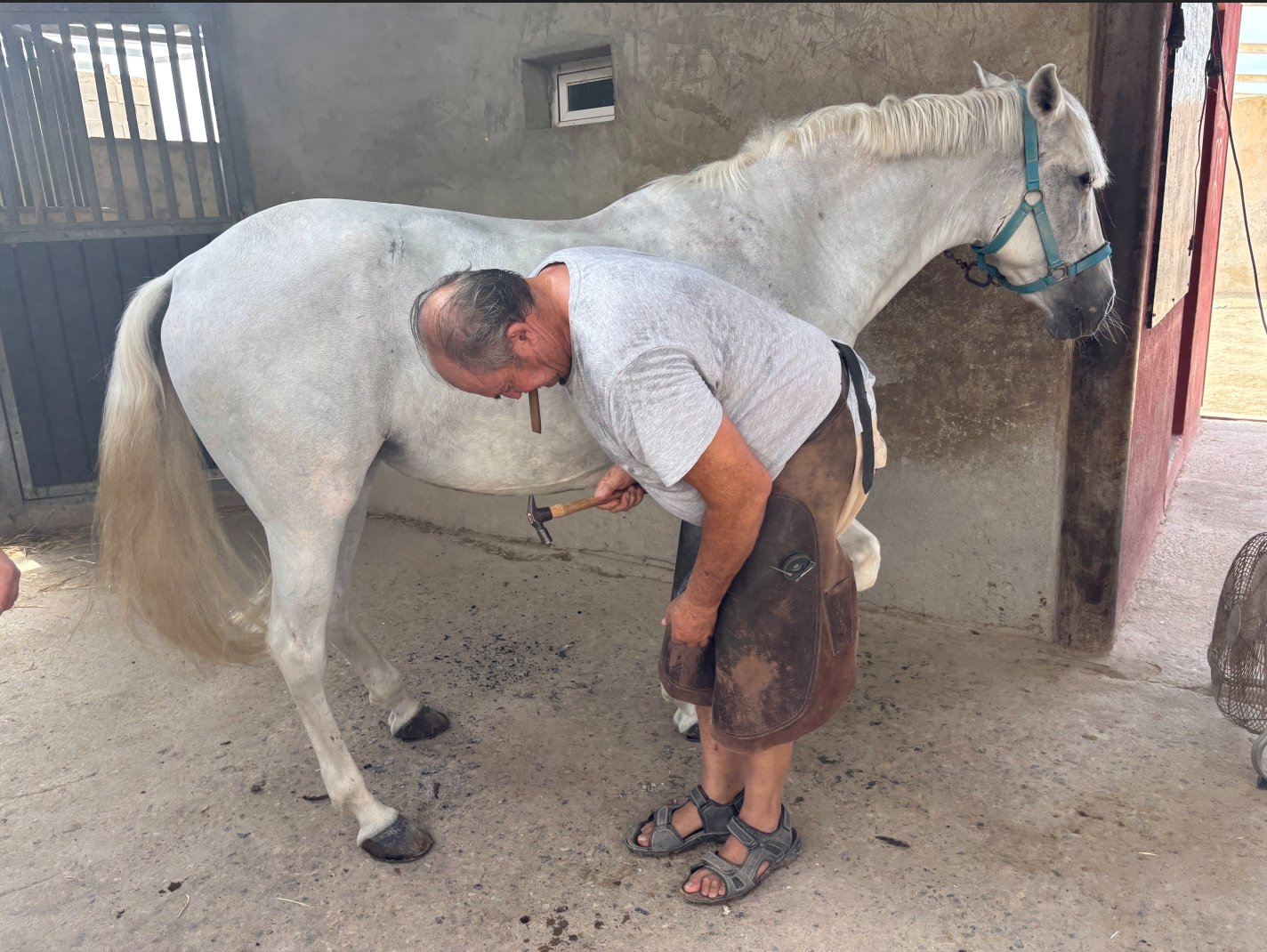 Centro Ecuestre ?El Tomillar? : box et paddocks, pension pour chevaux à Albacete - Photo 2 sur 8