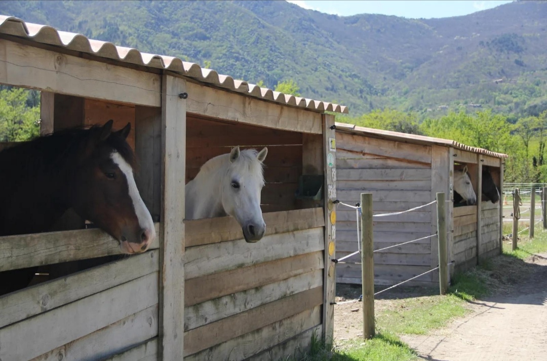 Écurie des Esses : box et paddocks, pension pour chevaux à Montréal - Photo 2 sur 3
