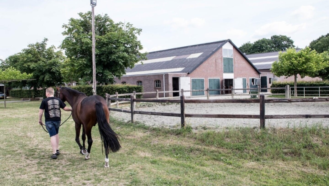 Paardenhotel Klavertje4 : box et paddocks, pension pour chevaux à Sint-Oedenrode - Photo 2 sur 3