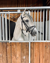 Écurie du Prélî : box et paddocks, pension pour chevaux à Gerpinnes - Photo 6 sur 7
