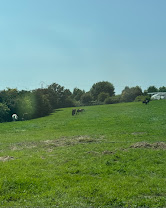 Écurie du Prélî : box et paddocks, pension pour chevaux à Gerpinnes - Photo 7 sur 7