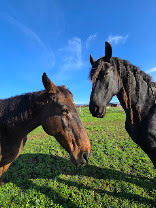 Écurie Art?Caball : box et paddocks, pension pour chevaux à Muron - Photo 3 sur 7