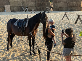Écurie Art?Caball : box et paddocks, pension pour chevaux à Muron - Photo 6 sur 7