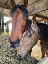 Écurie Art?Caball : box et paddocks, pension pour chevaux à Muron - Photo 1 sur 7