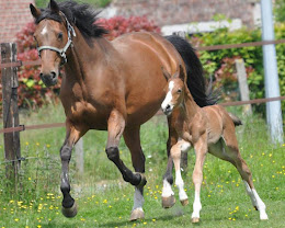 Écurie des Bruyères : box et paddocks, pension pour chevaux à Bruille-Saint-Amand - Photo 1 sur 6