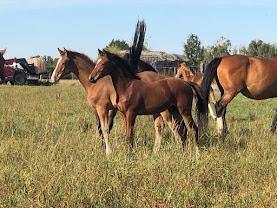 Écurie des Bruyères : box et paddocks, pension pour chevaux à Bruille-Saint-Amand - Photo 5 sur 6