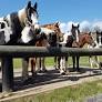 Pferdehof Unterauerhell - Famille Lamp : box et paddocks, pension pour chevaux à Weiler bei Monzingen - Photo 1 sur 2