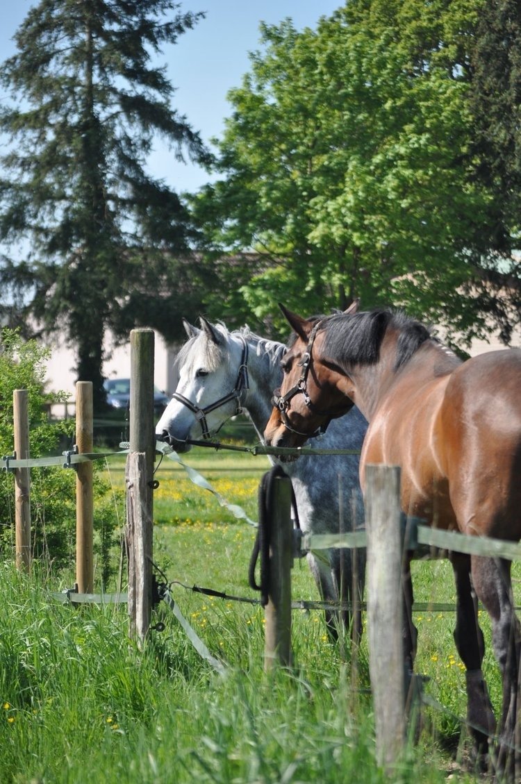Haras Boréal ? Écuries Laura Saine : box et paddocks, pension pour chevaux à Fontenay-Tr�signy - Photo 2 sur 2