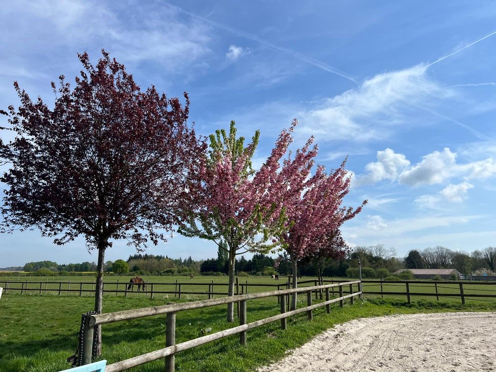 Haras Boréal ? Écuries Laura Saine : box et paddocks, pension pour chevaux à Fontenay-Tr�signy - Photo 1 sur 2